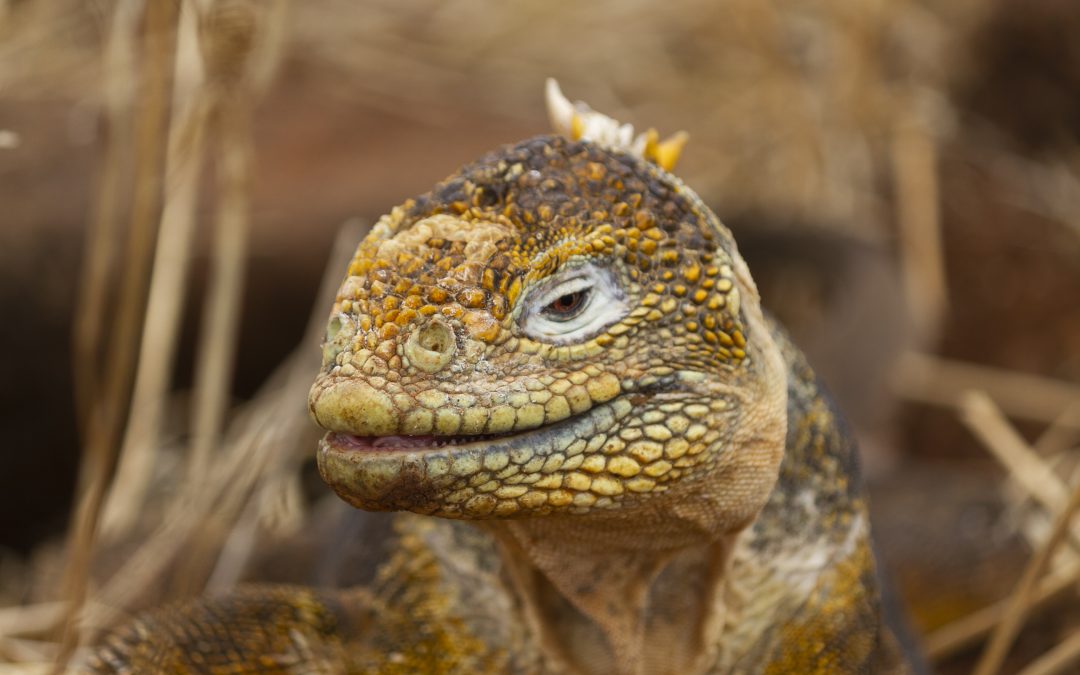 CARE acoge el Pacto de Emergencia Climática propuesto por países gravemente afectados: Galápagos, más protección para su preservación