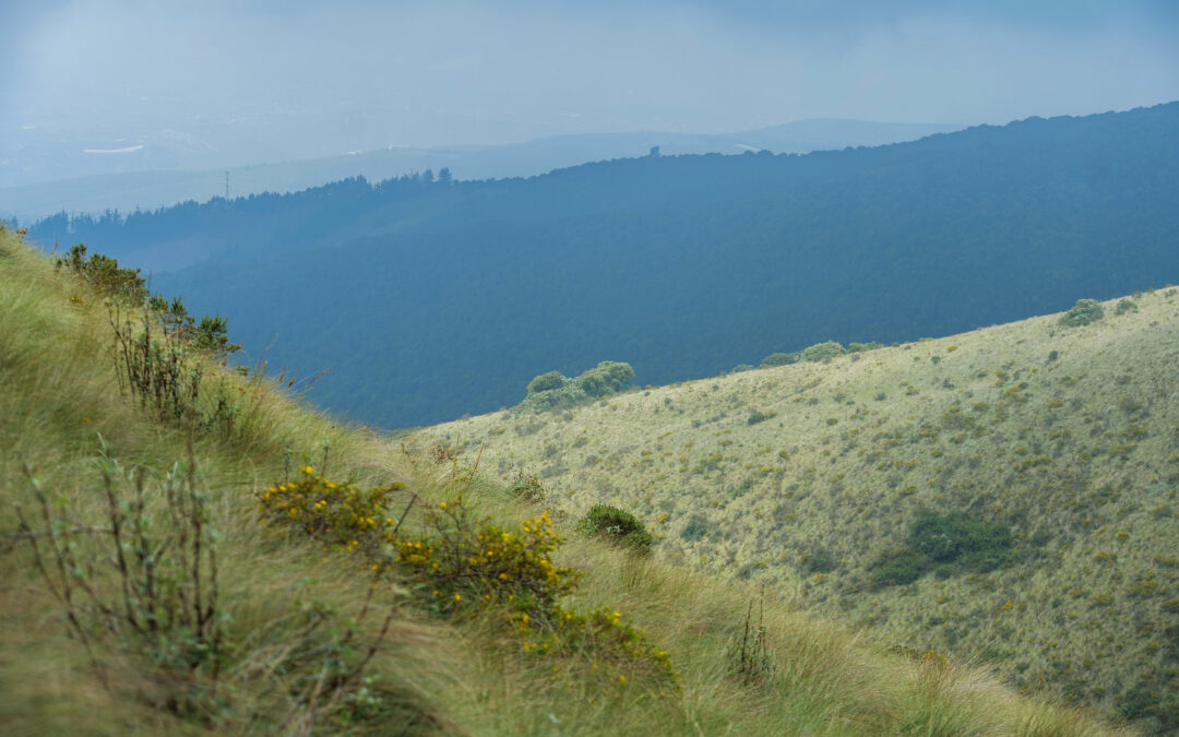 MEJORAR EL ACCESO AL AGUA Y CONSERVAR LOS ECOSISTEMAS A TRAVÉS DEL FONDO DE AGUA DEL CANTÓN PEDRO MONCAYO